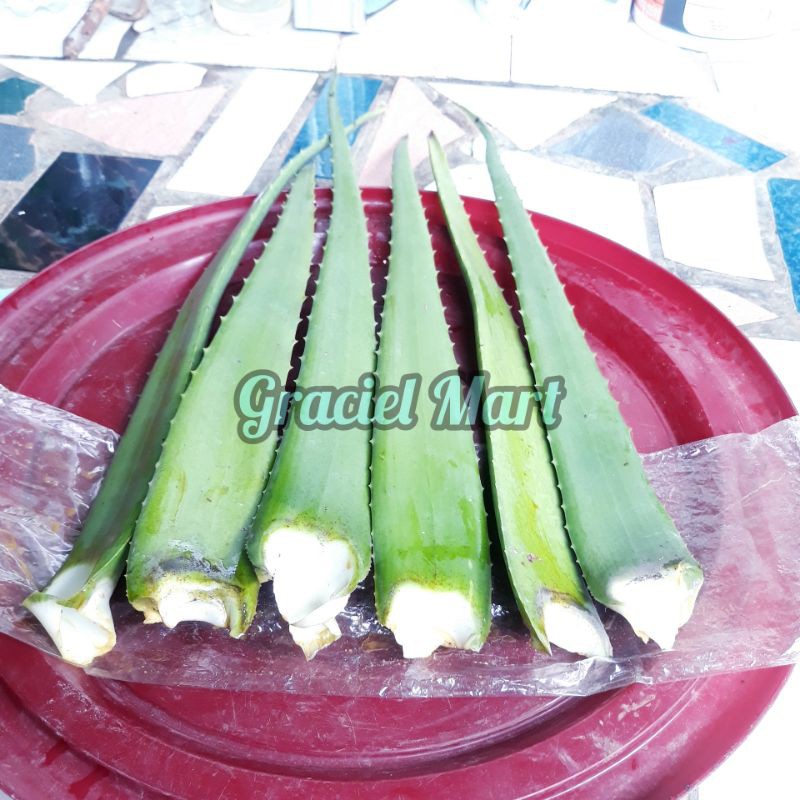 

DAUN LIDAH BUAYA SEGAR | ALOE VERA JUMBO