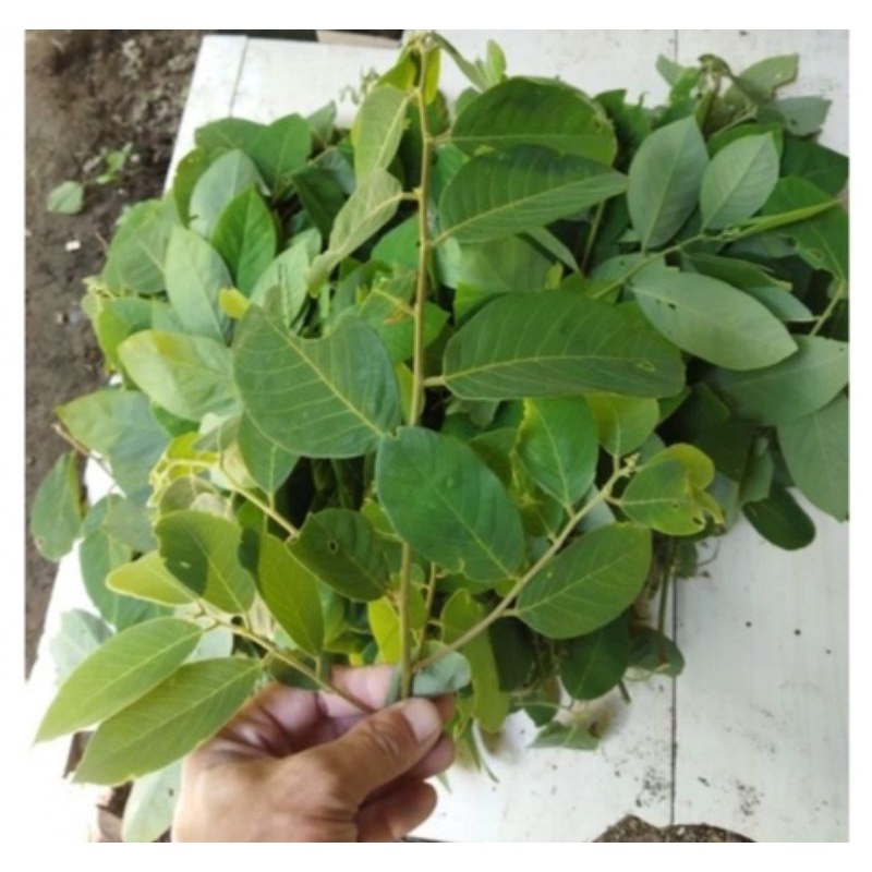 

daun kanyere atau kinyere segar 500g