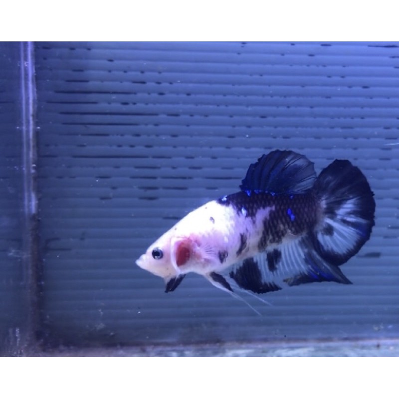 koleksi pajangan betta fish sesuai foto ikan cupang black koi sesuai di foto male indukan galaksi