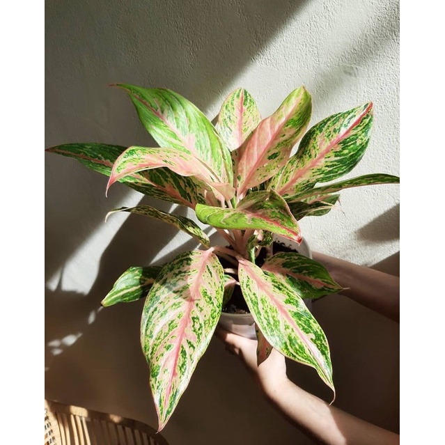 Tanaman Hias Aglonema Butterfly - Aglonema hidup tanaman hias hidup - bunga hias - bunga hidup - tan