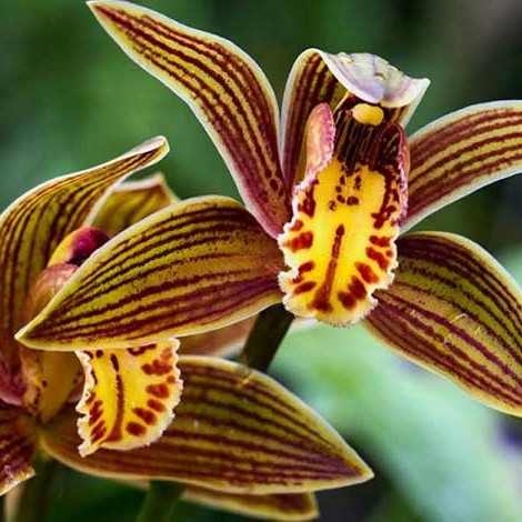 LANGKA Bibit tanaman hias anggrek bunga yellow strip - dendrobium