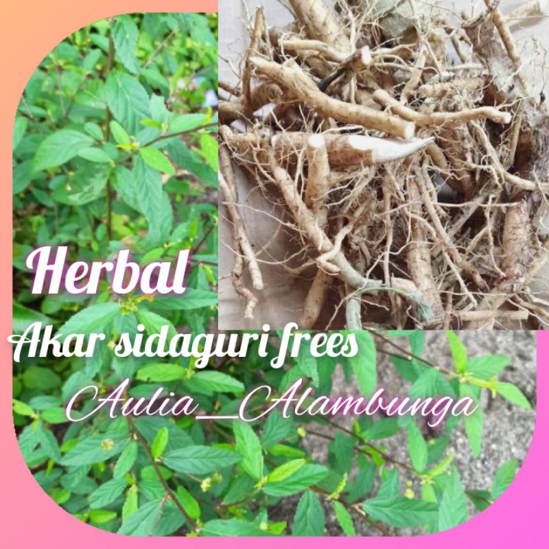 

Akar sidaguri frees herbal