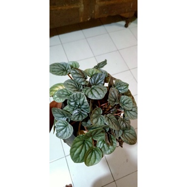peperomia silver