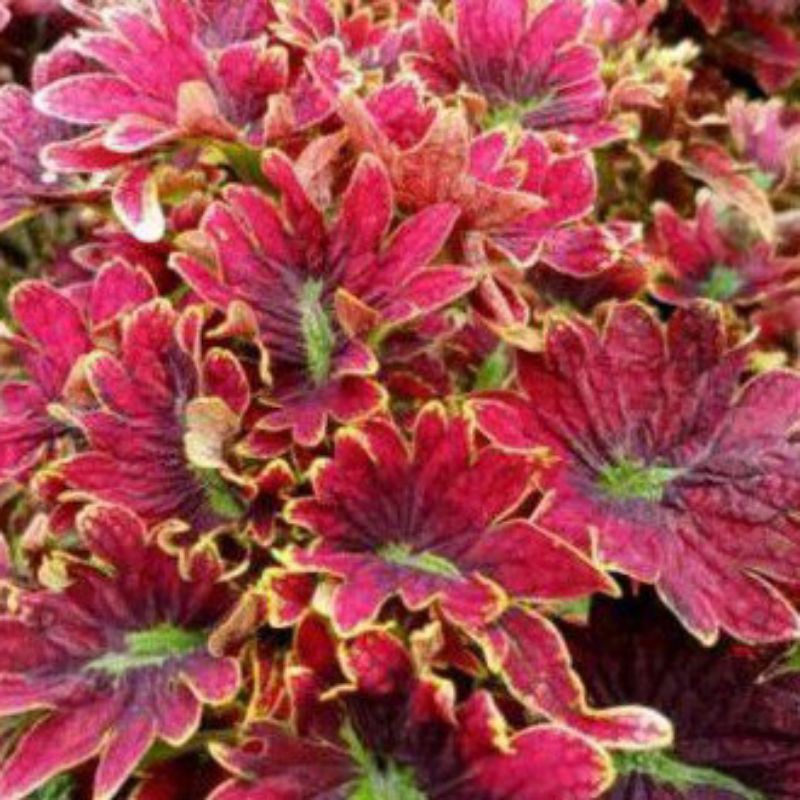 Tanaman hias miana/miana premium