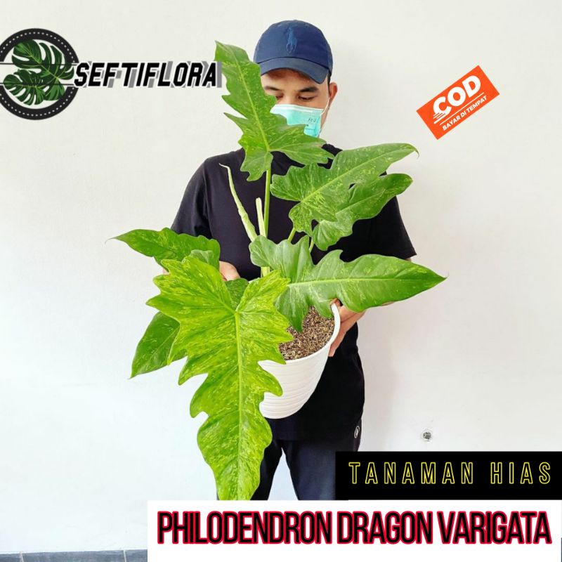 philodendron dragon varigata tananaman hias philo dragon varigata golden