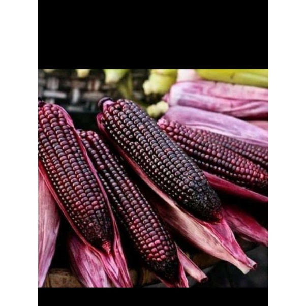 

jagung ketan