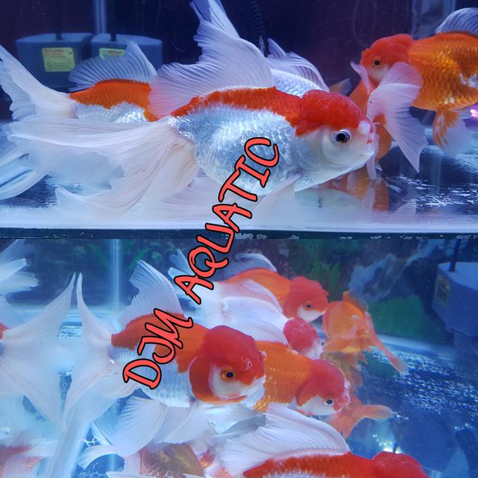 90 Koleksi Harga Aquarium Ikan Mas Koki HD Terbaik