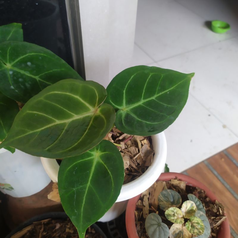 anthurium dressleri hybrid | Kuping gajah dressleri hybrid