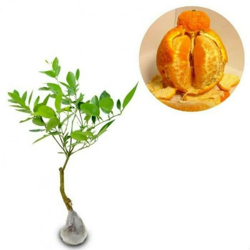 Bibit jeruk dekopon super