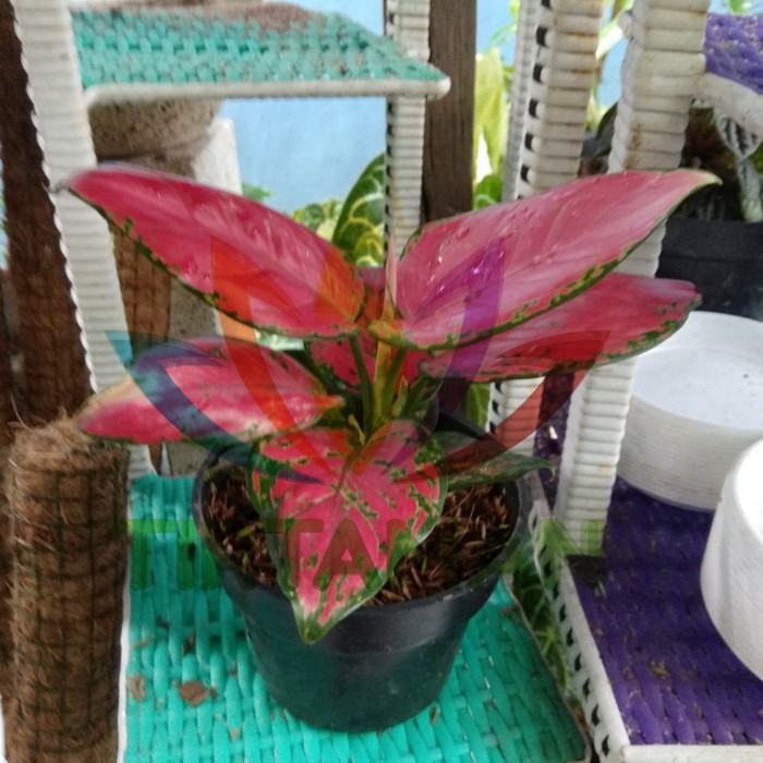 Aglaonema Suksom Jaipong / Aglonema Red Suksom Dewasa