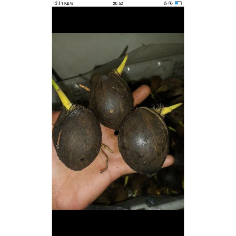 KECAMBAH PINANG PANDAN WANGI SUPER