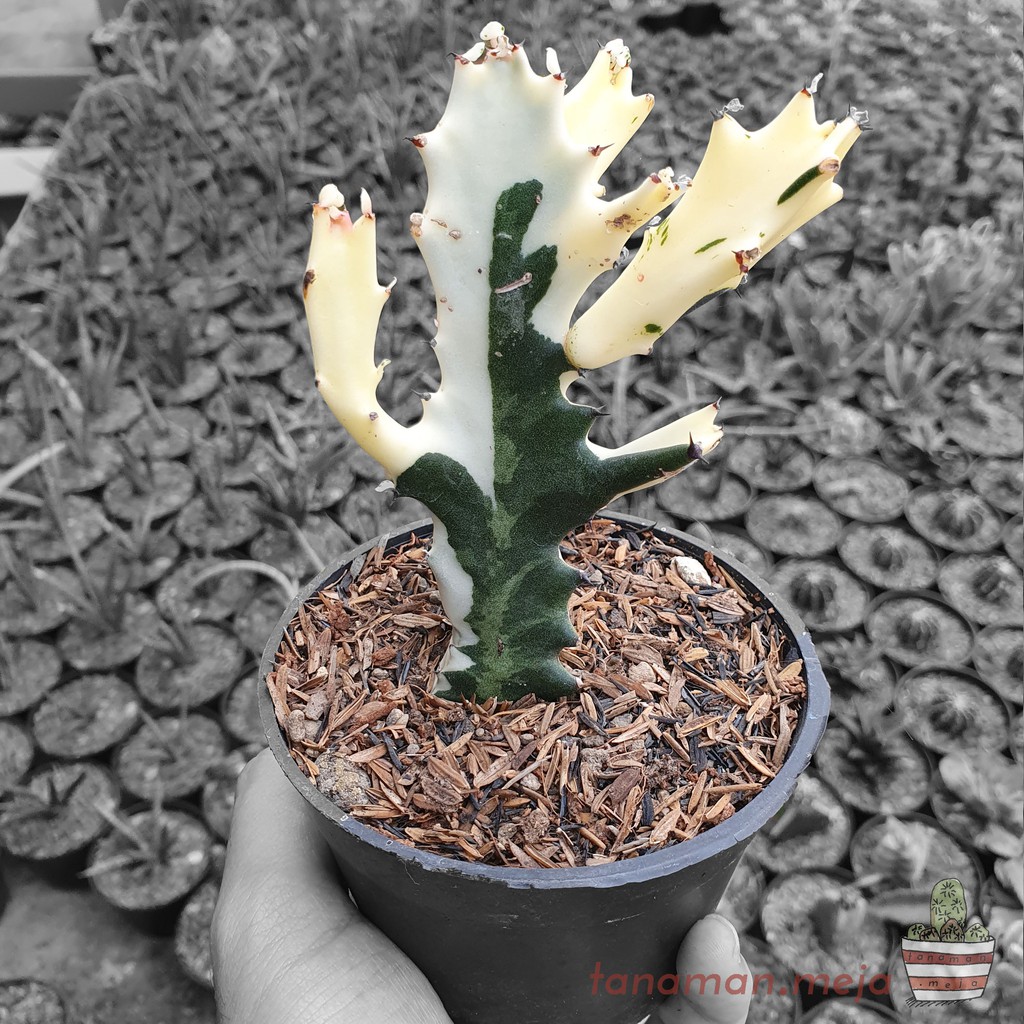 Tanaman Hias Hidup - Kaktus dan Sukulen (Kaktus Tulang Naga / Euphorbia Lactea Varigata)