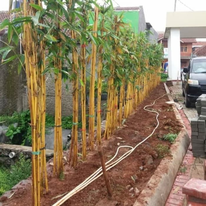 tanaman hias bambu panda kuning - bambu panda - bambu pagar