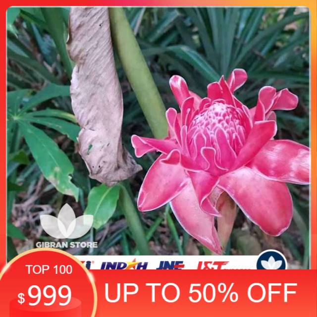 

Bunga kecombrang/rombeh