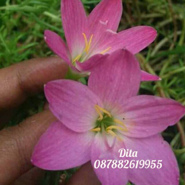 

Rainlily rosea