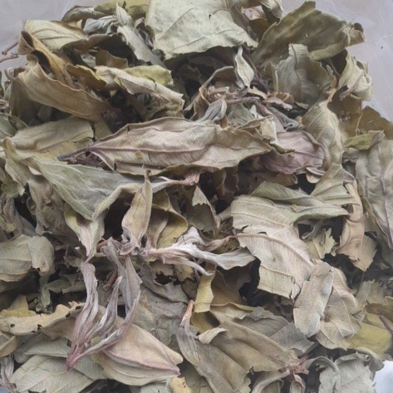 Teh Daun Harendong kering yang banyak manpatnya untuk obat Herbal per 500grm