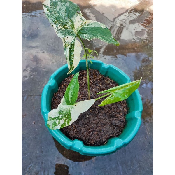 syngonium albo variegata