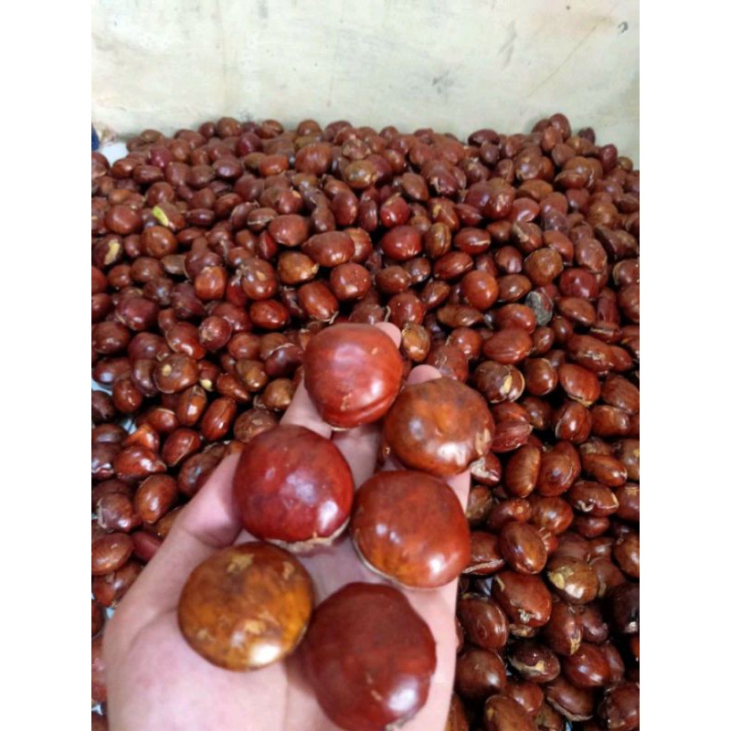 

jengkol tua super 1 kg