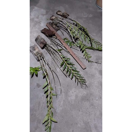 dendrobium Moschatum dewasa rimbun