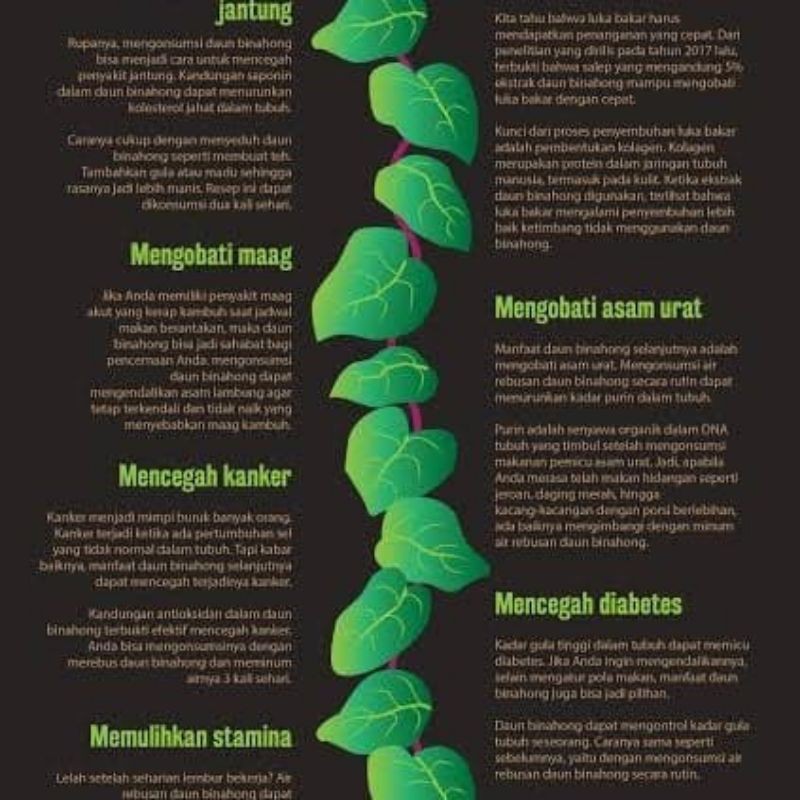 

daun binahong per pack