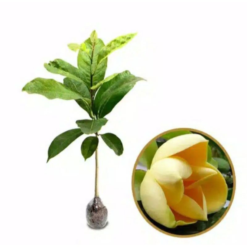 Bibit tanaman cempaka kuning tanaman bunga cempaka