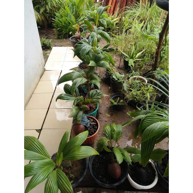 bonsai kelapa minion.