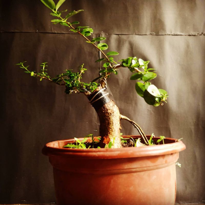 mini bonsai wacang