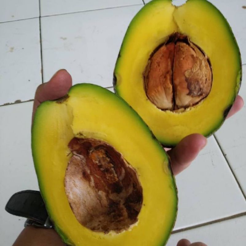 Bibit ALPUKAT MIKI - BERBUAH JENIS MIKI DEPOK