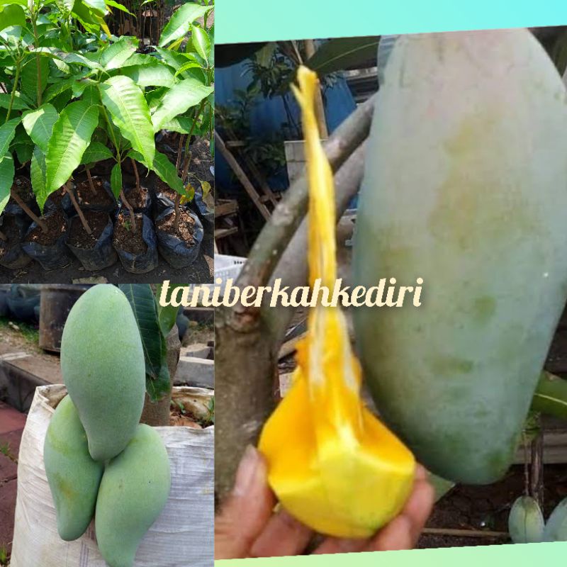 Bibit Buah Mangga Kiojay Super Jumbo