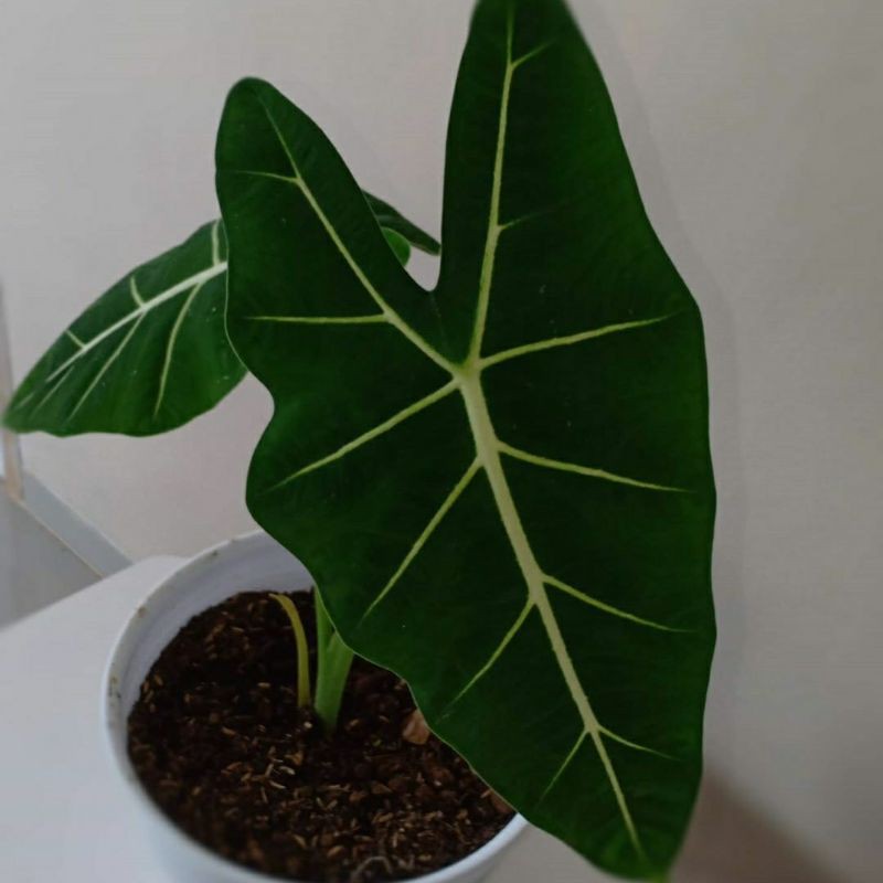 Pin Di Alocasia