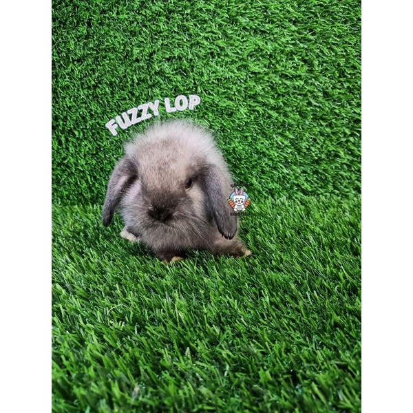 Kelinci Hias Fuzzy Lop, Fuzy Lop Warna Sable Lucu Imut Gemas Surabaya Good Quality
