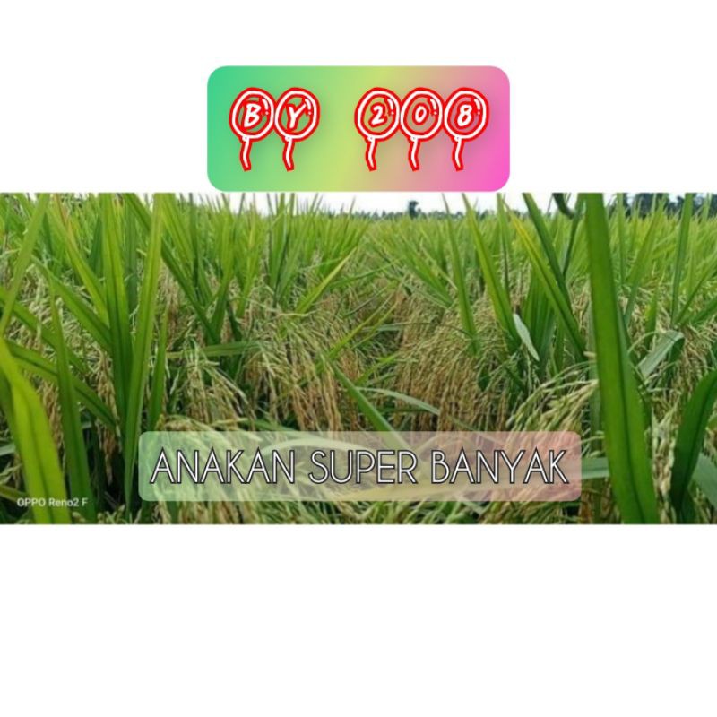 Benih Padi by 208 original 5kg  - Bibit Padi by208