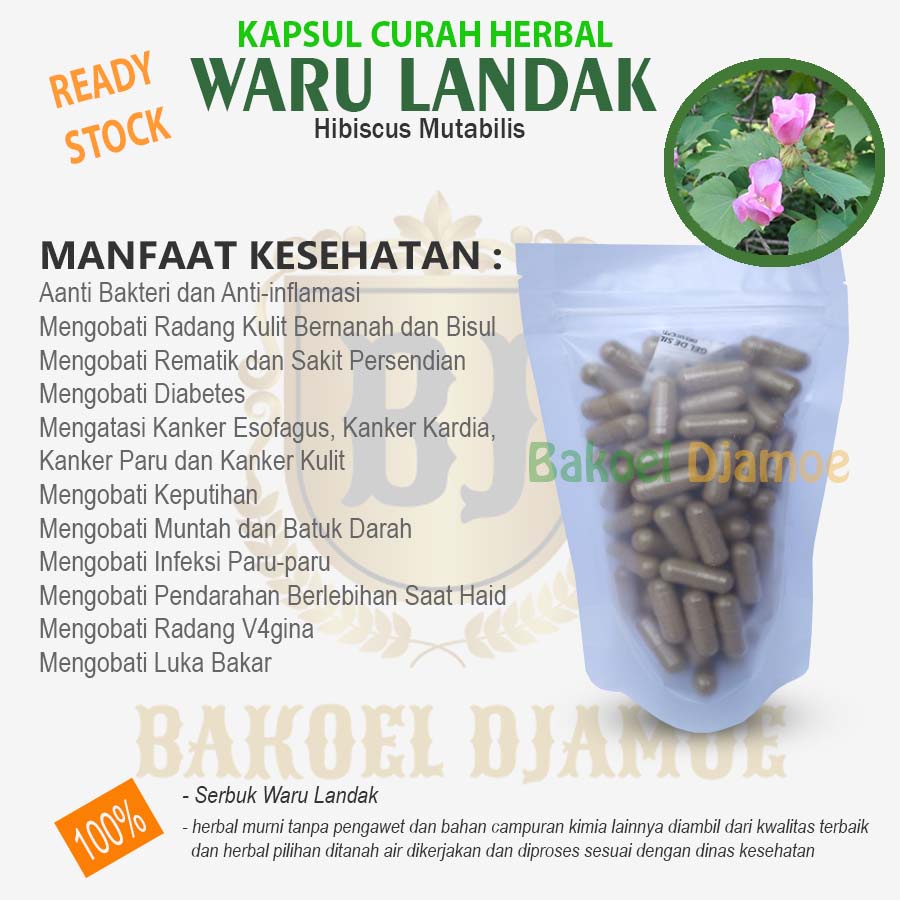 

Kapsul curah herbal waru landak warulandak kapsul herbal anti bakteri