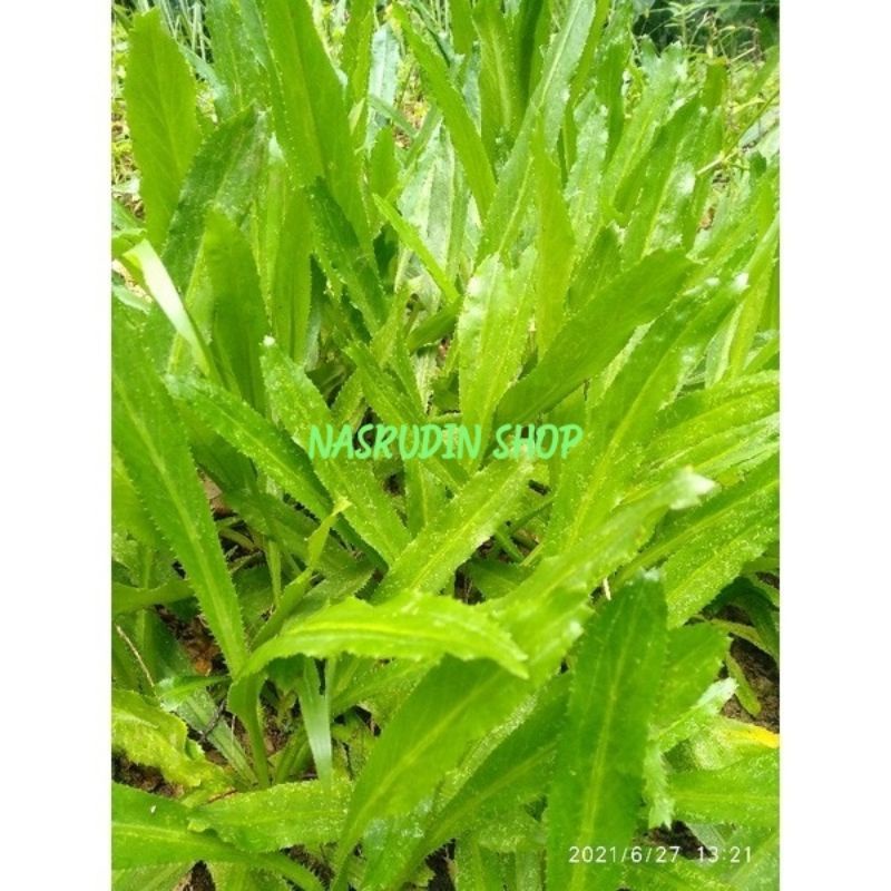 

[Fresh] DAUN WALANG SANGIT SEGAR LANGSUNG PETIK BIBIT WALANG SANGIT