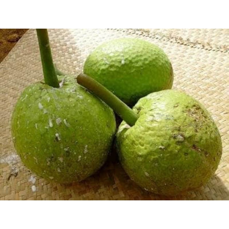 

Sukun/bread fruit/buah sukun