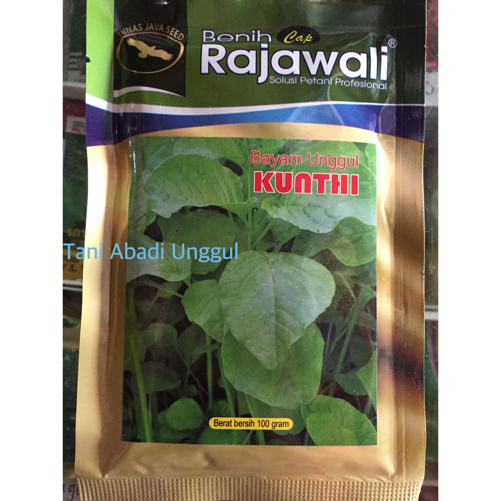 Benih Bayam Unggul Kunthi Rajawali Seed