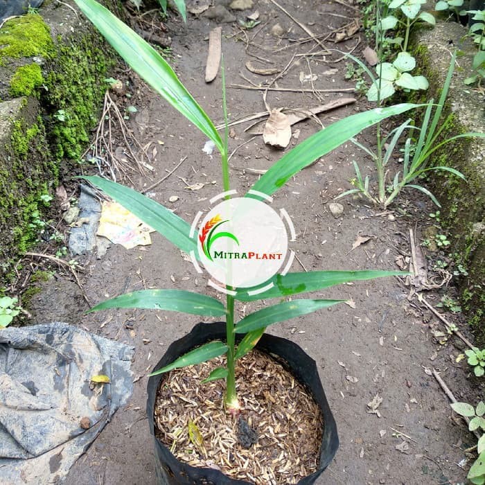 Bibit Tanaman Jahe Merah Pohon Jahe Merah Bibit Jahe Merah Bibit Pohon Jahe Merah