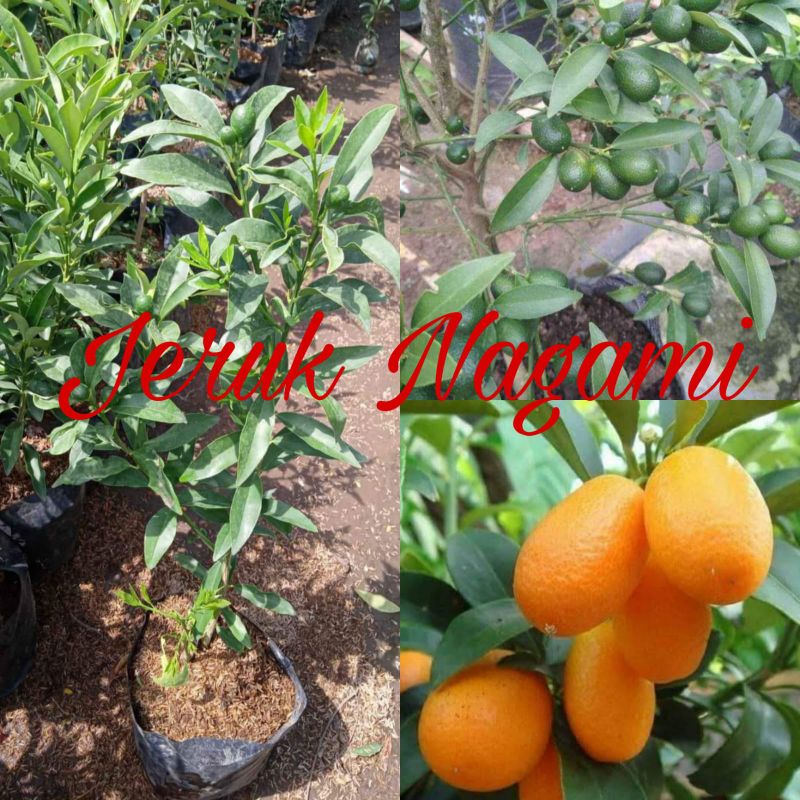 JERUK NAGAMI BERBUAH