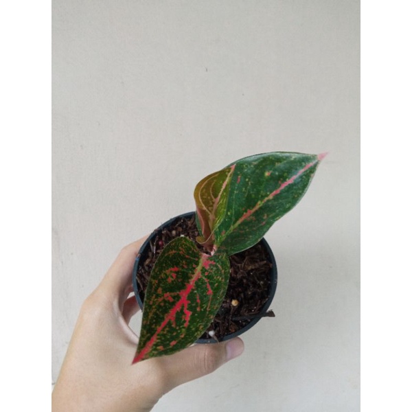 aglonema tiara aglaonema anakan