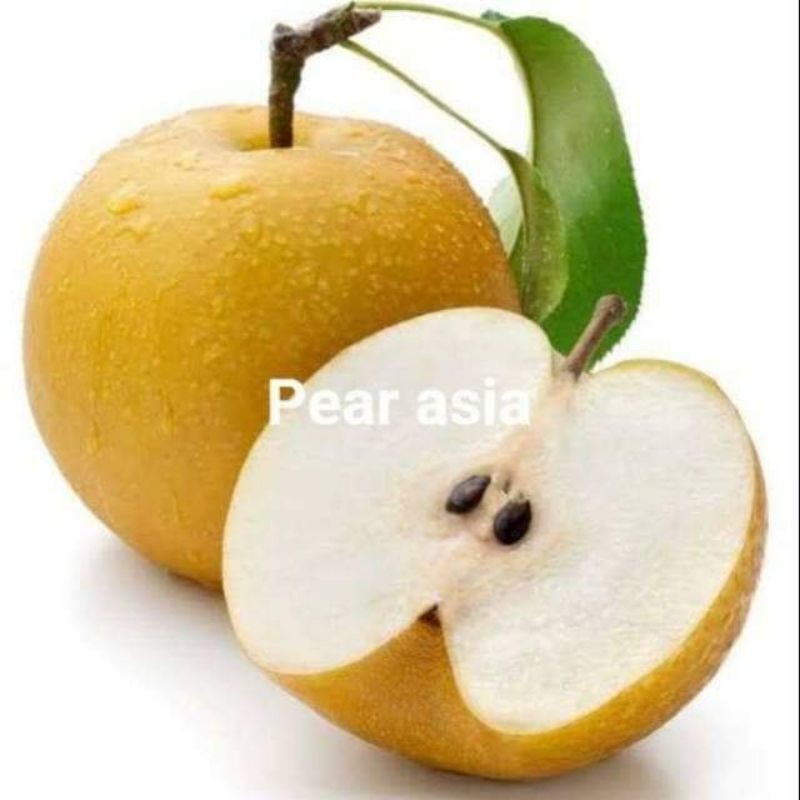 

Bibit pear coklat,\pear asia