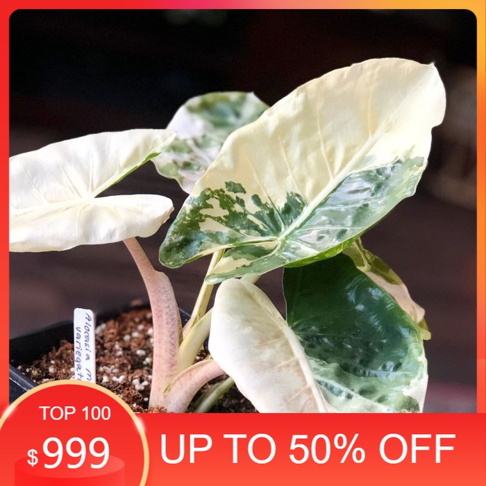 Jual Promo Terbaru Tanaman Hias Keladi Alocasia Variegata Lompong Variega Shopee Indonesia