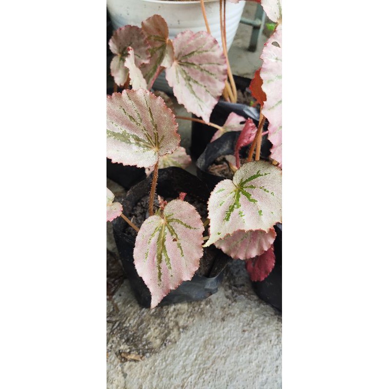 Begonia silver pink