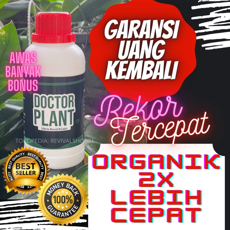 Pupuk Buah Kelengkeng,Pupuk Buah Kelengkeng Agar Cepat Berbuah,Pupuk Untuk Buah Kelengkeng,Pupuk Boo