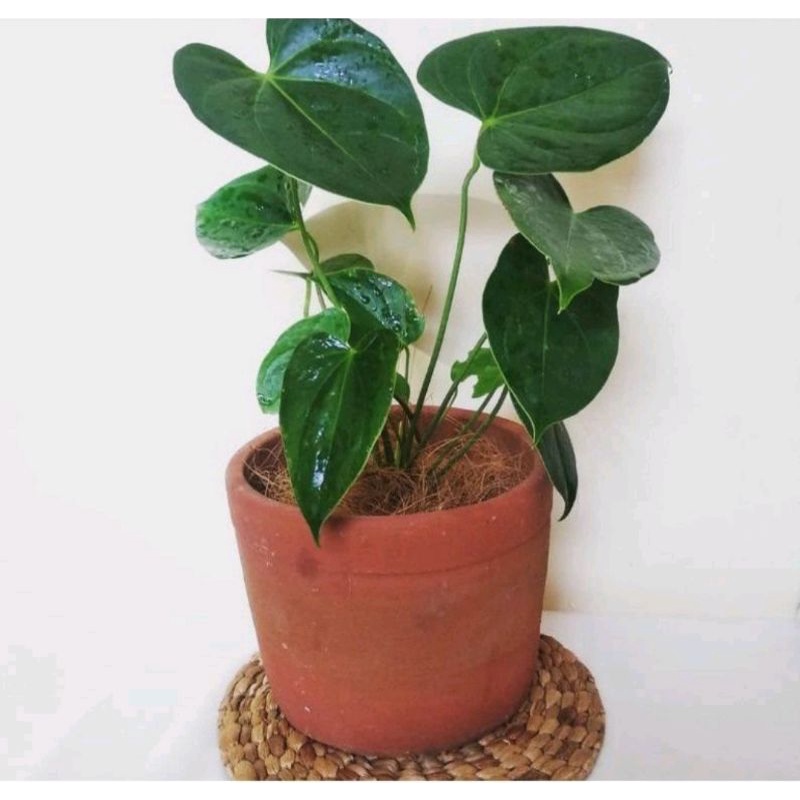TANAMAN HIAS ANTHURIUM MICKEY MOUSE PINK SPLASH