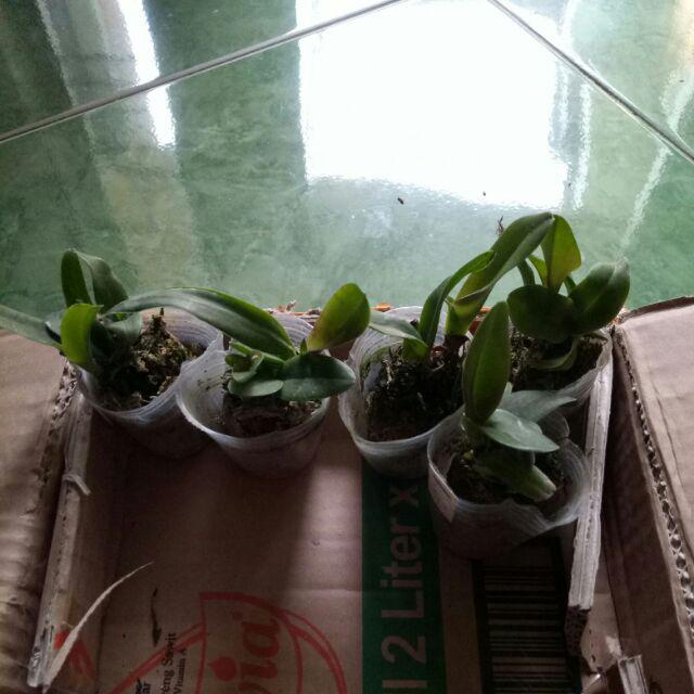 Sedling Anggrek Cattleya