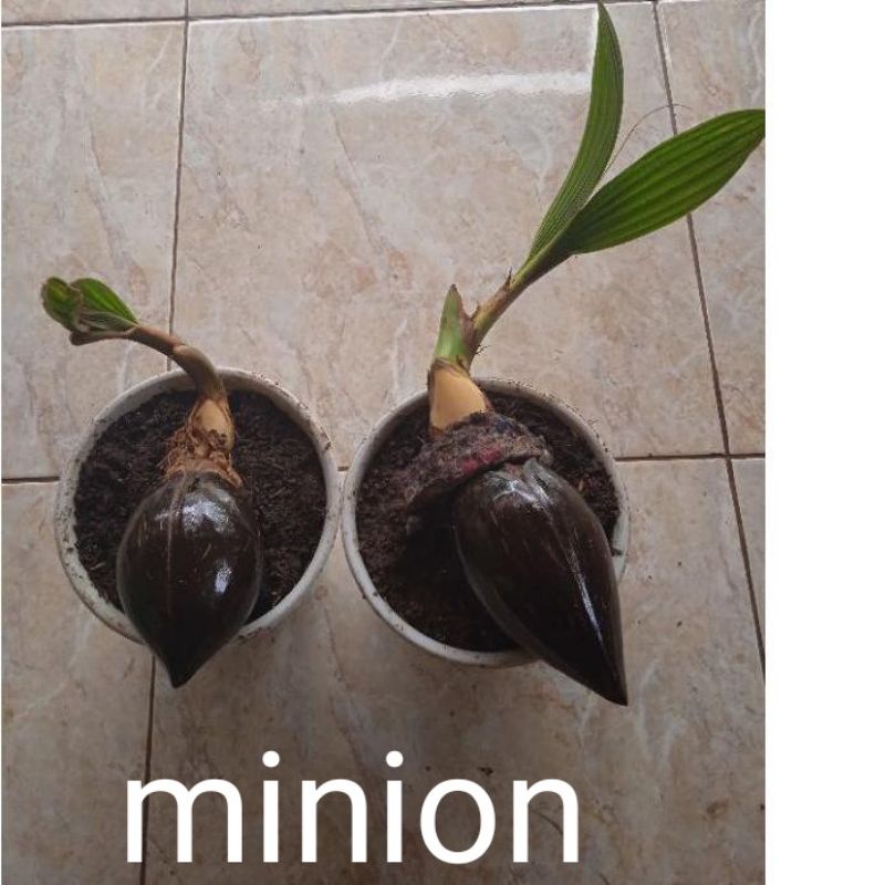 Bahan bonsai kelapa minion bonsai kelapa minion