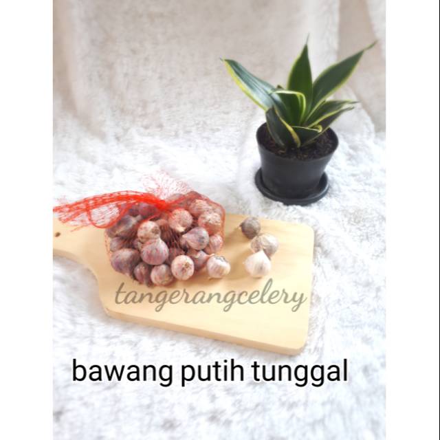 

Bawang putih tunggal super