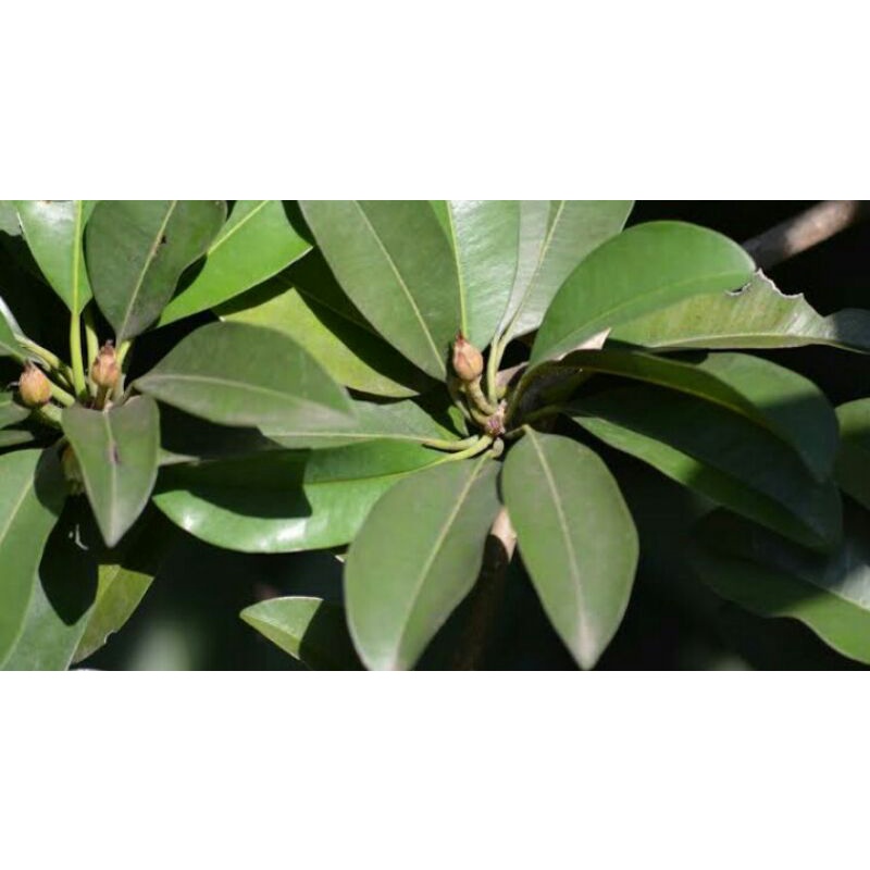

Daun Sawo Manila Segar / Untuk Teh Daun Sawo (100 sheets)