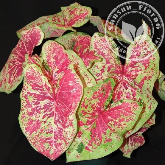 Bonggol/Umbi Keladi Caladium Florida Heart to Heart™ Raspberry Moon