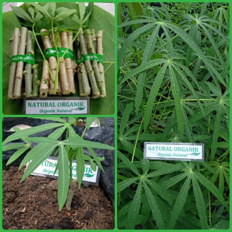 bibit pohon daun singkong sayur (PERPOHON)